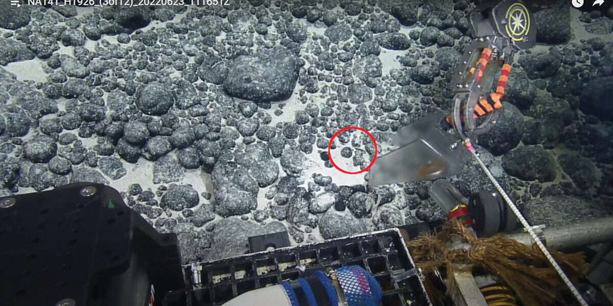 Scientists discover megalodon tooth dating back millions of years